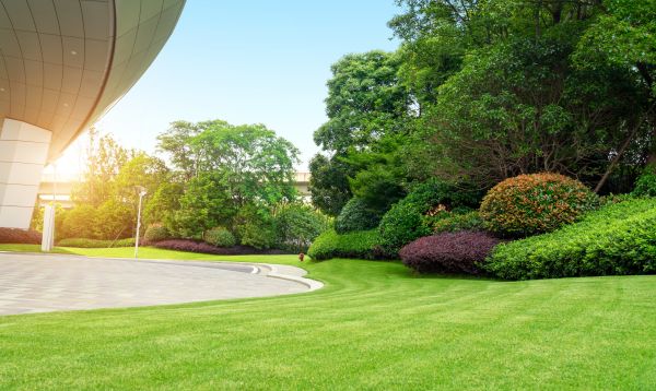 Cost of Commercial Shrub Trimming in Torrance
