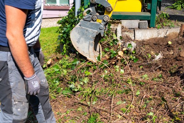 Cost of Hedge Removal Service in Torrance