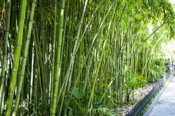 Cost of Bamboo Root Removal in Torrance