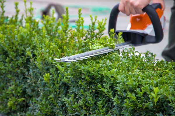 Cost of Hedge Shearing in Torrance