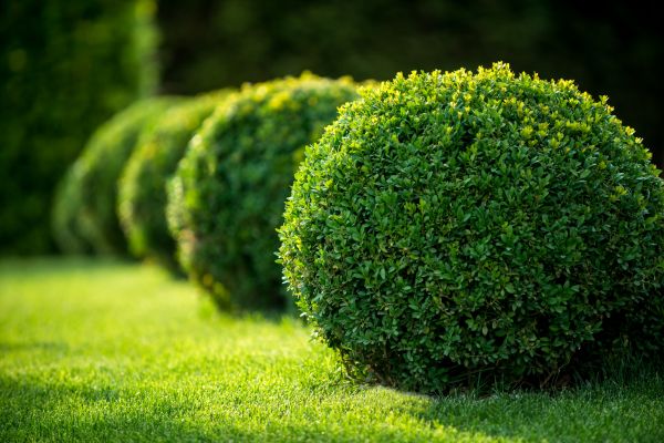 Cost of Bush Pruning in Torrance