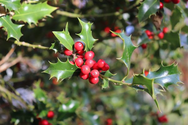 Cost of Holly Tree Trimming in Torrance