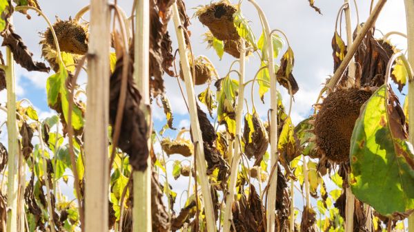 Cost of Dead Plant Removal in Torrance