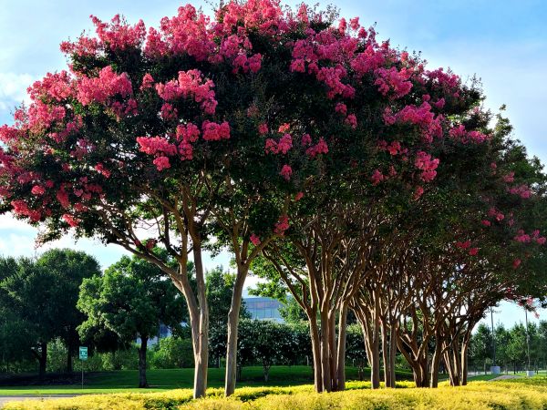 Cost of Crepe Myrtle Pruning in Torrance