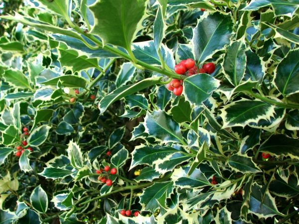 Cost of Holly Bushes Trimming in Torrance