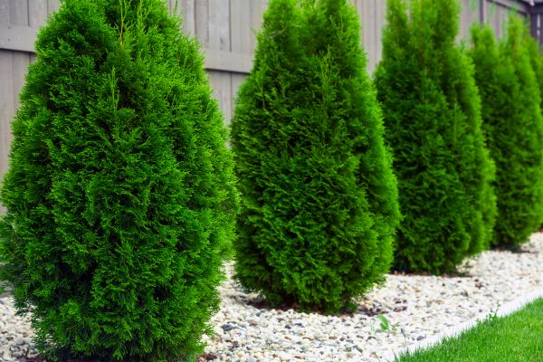 Cost of Arborvitae Removal in Torrance