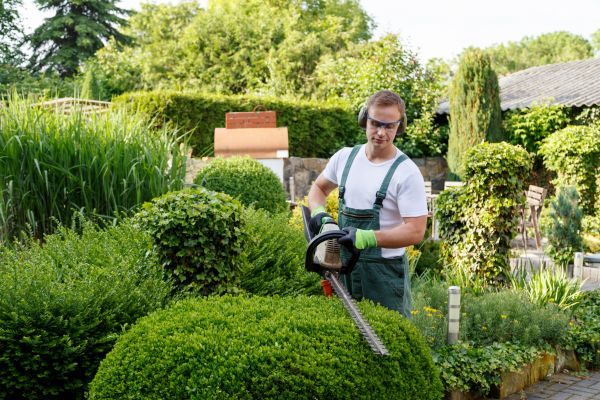Cost of Shrubs Trimming in Torrance