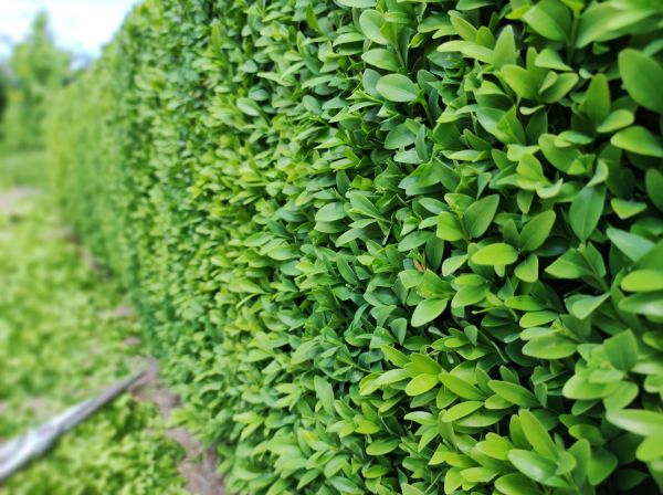 Cost of Boxwood Pruning in Torrance
