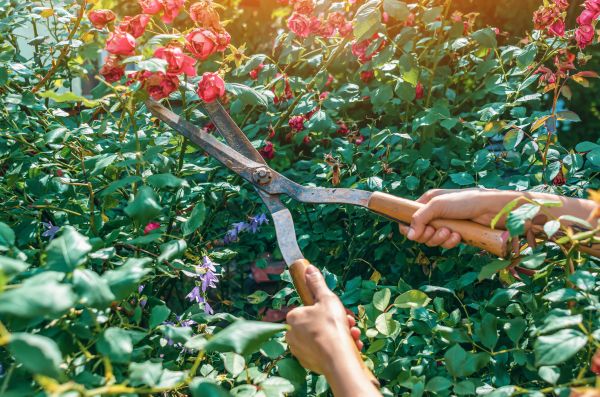 Cost of Knockout Roses Pruning in Torrance
