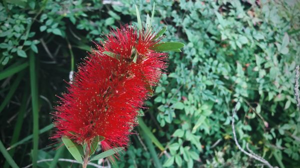 Cost of Bottlebrush Pruning in Torrance